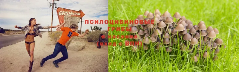 Галлюциногенные грибы Magic Shrooms  Углегорск 